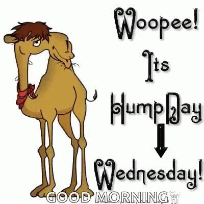 Wednesday Hump Day Gif Wednesday Humpday Goodmorning Discover