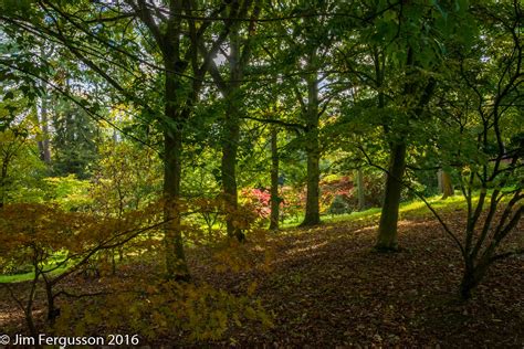 DSC3891 HDR Batsford Arboretum Beautiful Acers And Ot Flickr