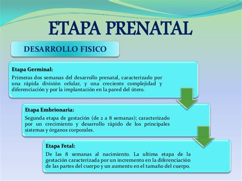 Etapa Prenatal Etapas Del Desarrollo Humano Etapas Del Desarrollo