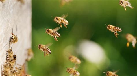 6 000 Bees Removed From Inside Wall Of Omaha Couple’s Home Nbc Boston