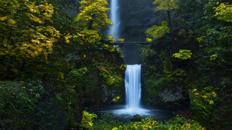 Download Water Stream Waterfall Forest Wallpaper