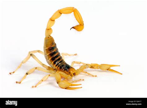 Giant Desert Hairy Scorpion Fotos Und Bildmaterial In Hoher Auflösung