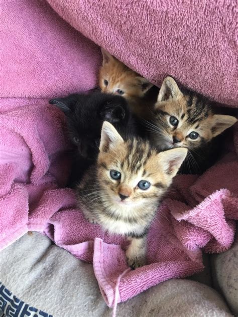 Anyone looking to adopt a kitten? A very friendly neighborhood stray