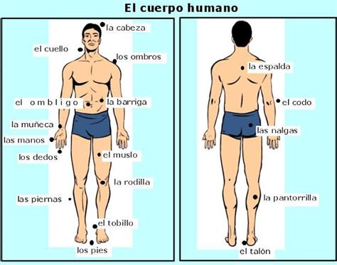El Cuerpo Humano Y Suspartes En Inglés Imagui