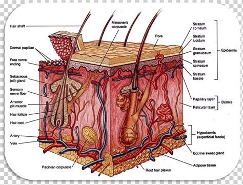 Sistema Tegumentario Cuerpo Humano Sistema De Rganos En La Piel Humana