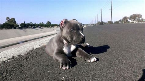 Awesome Blue And White Blue Nose Puppy On The Road Cutest Animals On