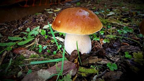 Foraging Edible Mushrooms Wilderness Survival Training