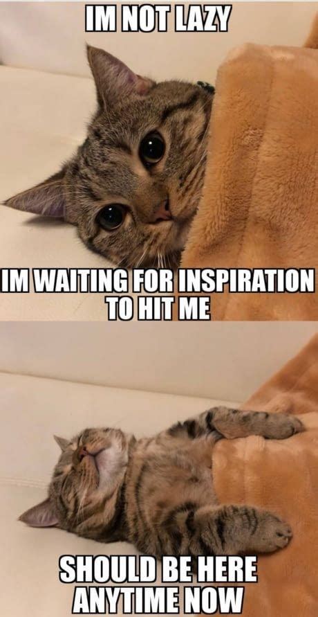 Motivation Cat Meme Of The Decade Lol Cat Memes Funny Cats Funny Cat Pictures With