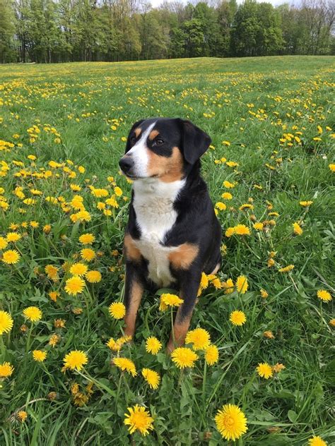 Hundewelpen Entlebucher Sennenhund Welpen Kaufen