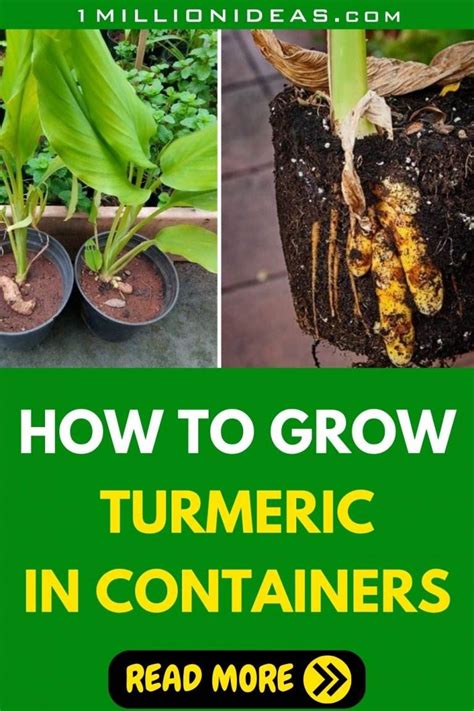 How To Grow Turmeric In Containers A Practical Guide For Home Gardeners