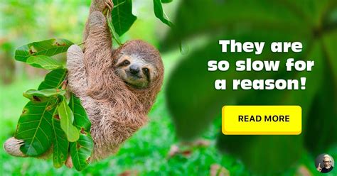 5 Odd And Amazing Facts About Sloths These Unusual Animals Are Famous