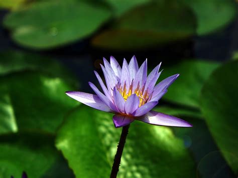 Photo Water Nature Blossom Plant Photography Leaf Flower Purple