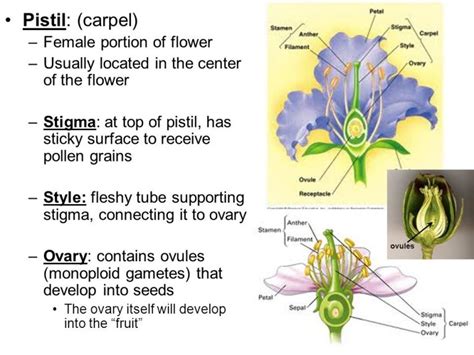 Types Of Flowers Parts Of Flowers And Their Functions Beautiful Insanity