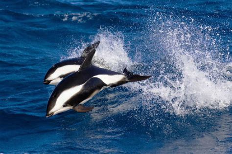 Hourglass Dolphin Whale And Dolphin Conservation Usa