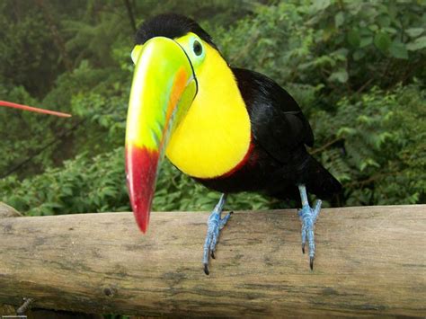 Toucans Neotropical Birds