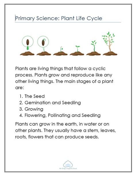Primary Science Plant Life Cycle Mr Gregs English Cloud English