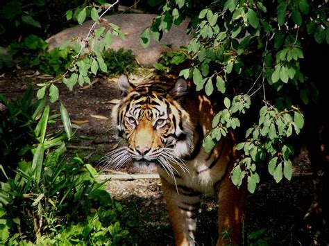 Gestern Im Dschungel Foto And Bild Tiere Zoo Wildpark And Falknerei