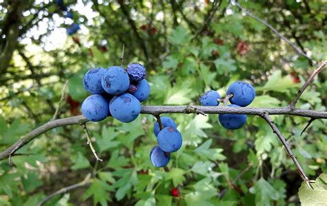 Sloes Blackthorn Foraging For Culinary And Medicinal Use