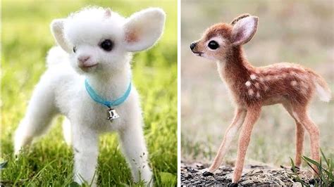 Top 10 Cutest Animals On Earth
