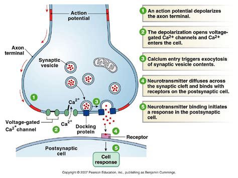 Phys20008 Lecture Notes Fall 2017 Lecture 6 Skeletal Muscle Cytoskeleton Nicotinic