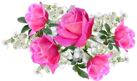 6 Free Pink Penstemon And Roses Images Pixabay
