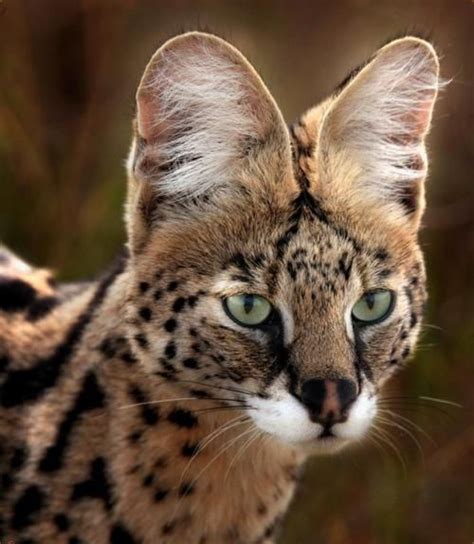 1000 Images About Serval On Pinterest Savannah Cats