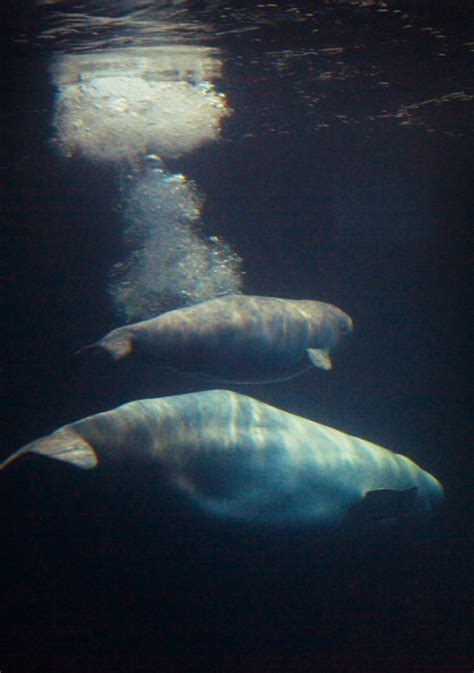 Beluga Whale Fun Facts Biological Science Picture Directory