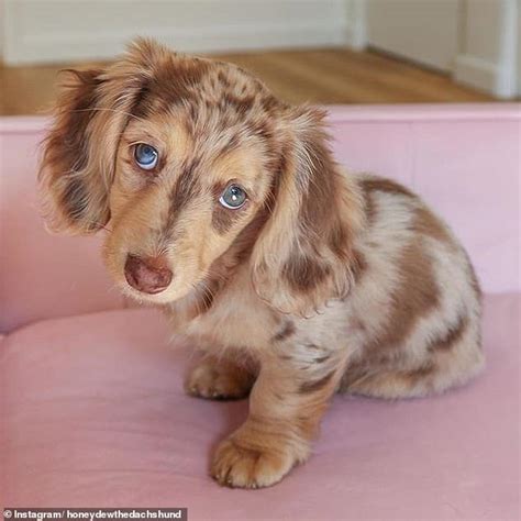 Sweet And Adorable The Mini Dachshund Winning Hearts On Social Media