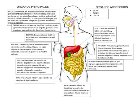 Trato Gastrointestinal Humano Sistema Digestivo Diagrama De Png