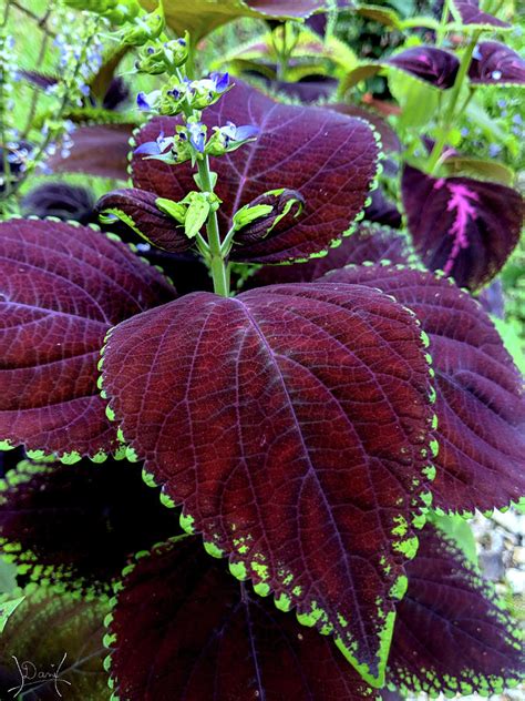 Deep Red Coleus Plant Photograph By Danielle Hepler Pixels