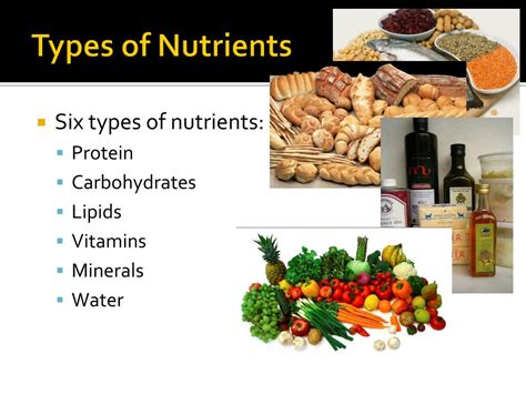 Ppt Lab 2 Nutrition And The Cell Powerpoint Presentation Free