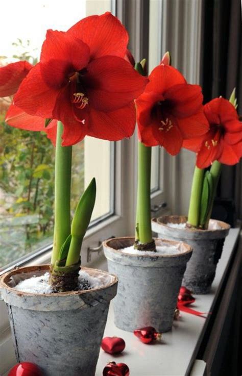Most Popular Indoor Plants Flowering Potted Amaryllis Knight Star