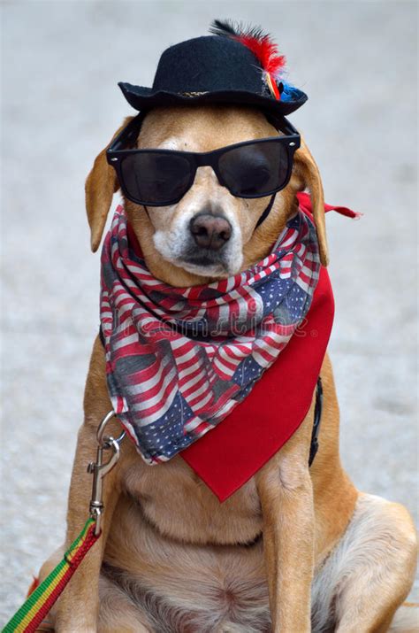 Dog Wearing Scarf Hat And Sunglasses Stock Photo Image 54840960