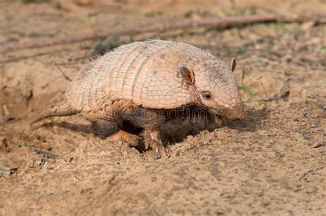 Six Banded Armadillo Euphractus Sexcinctus Stock Photo Image Of