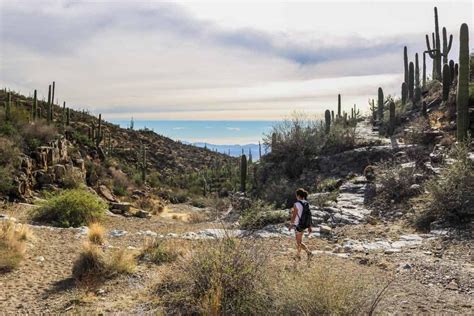 7 Best Day Hikes In Saguaro National Park The National Parks Experience
