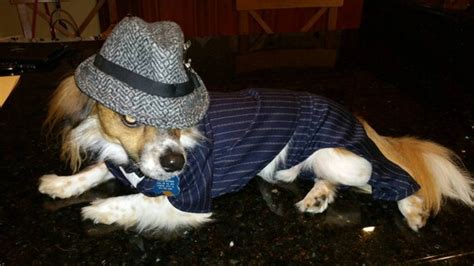 Good Fellas Gangster Dog Costume