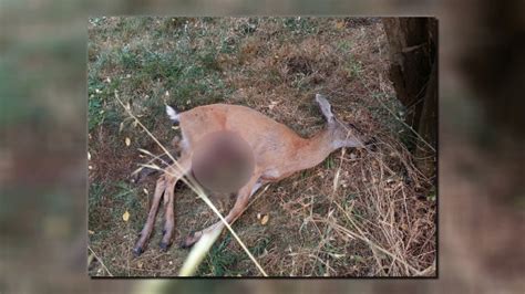 Dead Deer Found In Esquimalt Was Not Killed By Cougar Officials Ctv News