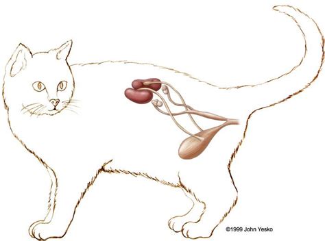 Female Cat Reproductive System Cats Medical Illustration Cat Lady