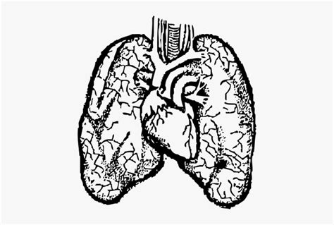 Hand Drawn Human Heart And Lungs In Retro Style Vecto