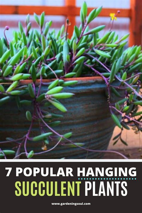 7 Popular Hanging Succulent Plants