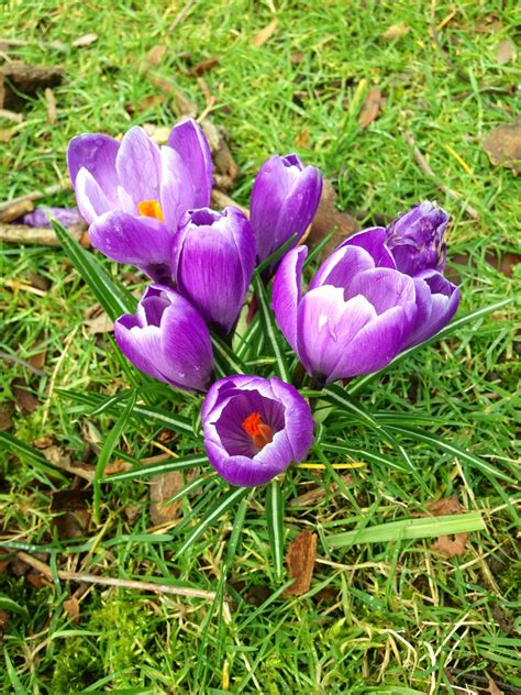 I've seen several, so apparently it's not very rare. The only flowers that grow in the winter Love these ...