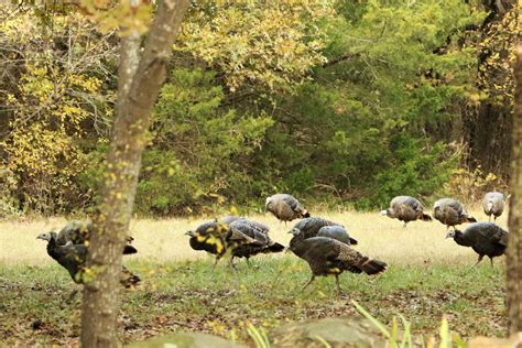 Wild Turkey In The Woods In Fall Free Stock Photo Public Domain Pictures