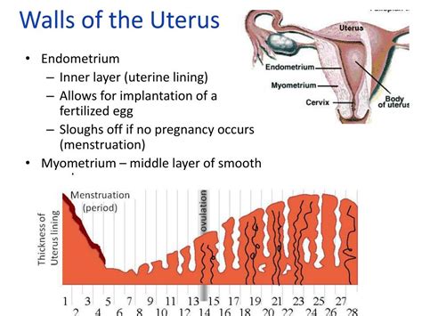 Ppt Female Reproductive System Powerpoint Presentation Free Download Id1962350