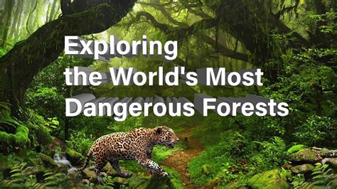 Exploring The Worlds Most Dangerous Forests Top 10 Dangerous Forests In The World Youtube