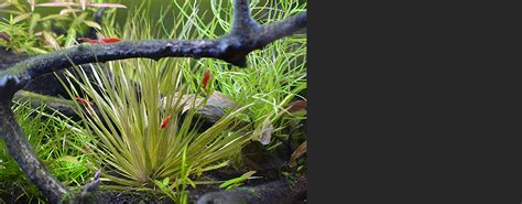 Aquarium And Pond Plants Of The World E3