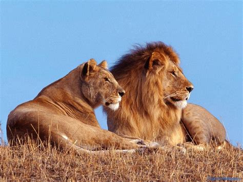 For a list of animals, see category:animals. top tips for trip: Curiosity Kills the Cat? Pros and Cons ...