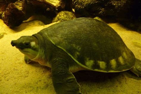 Check spelling or type a new query. Gambar Ragam Hias Fauna Kura Kura