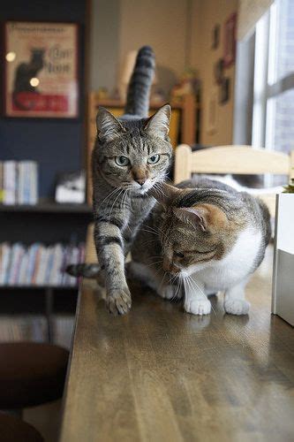 Akimasa Harada Flickr Cute Cats Cat Feline Beautiful Cats