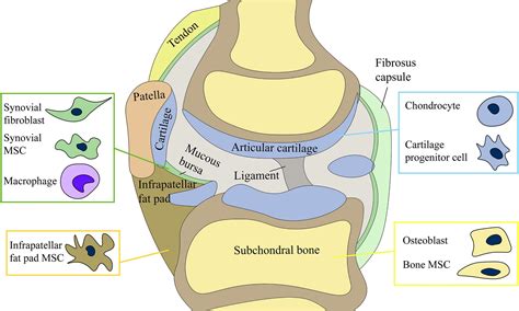 Frontiers Cell Interplay In Osteoarthritis