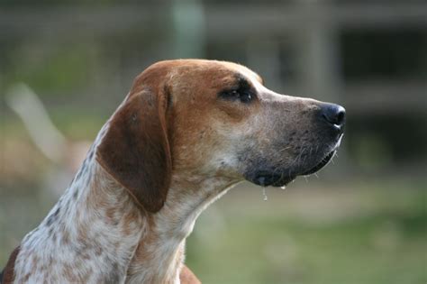 American Foxhound Dogs Breeds Pets